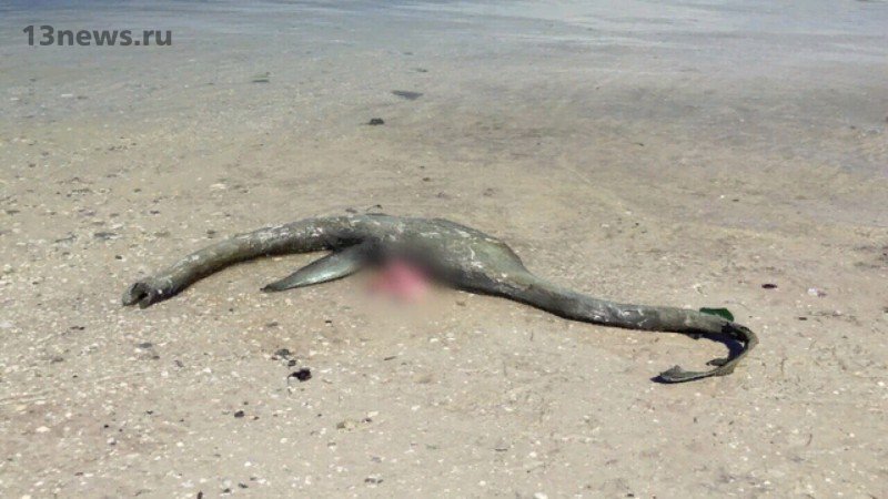 В Джорджии на пляж выбросило останки, похожие на динозавра