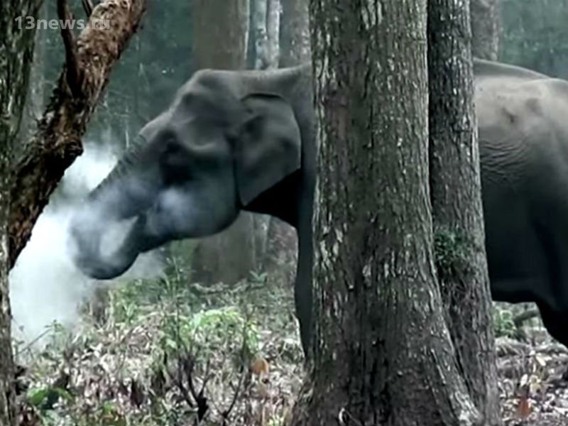 Людей шокировал “курящий” слон, который попал на видео