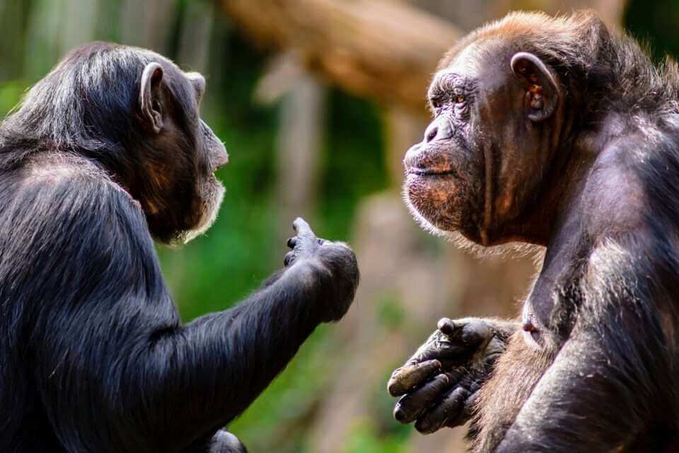 У шимпанзе гораздо более сложный язык, чем считалось ранее