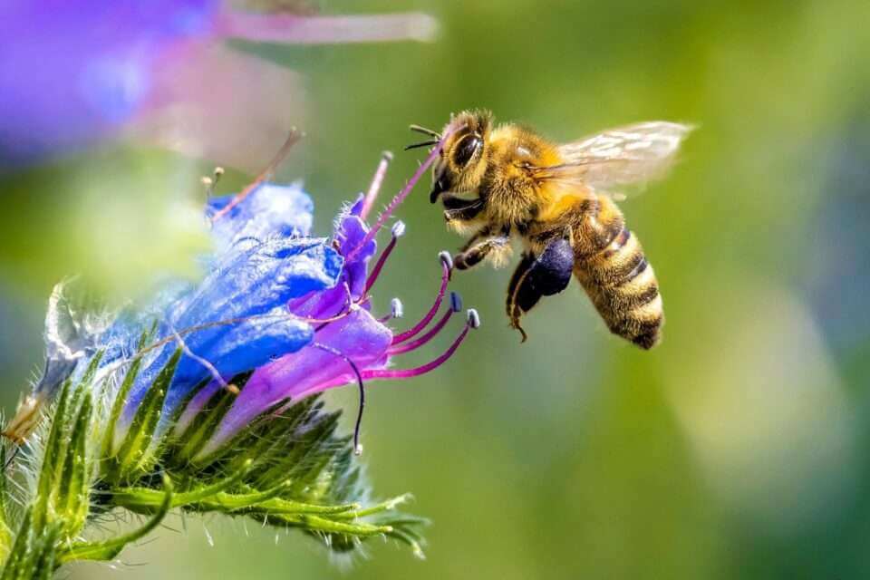 Пчелы принимают невероятно быстрые решения