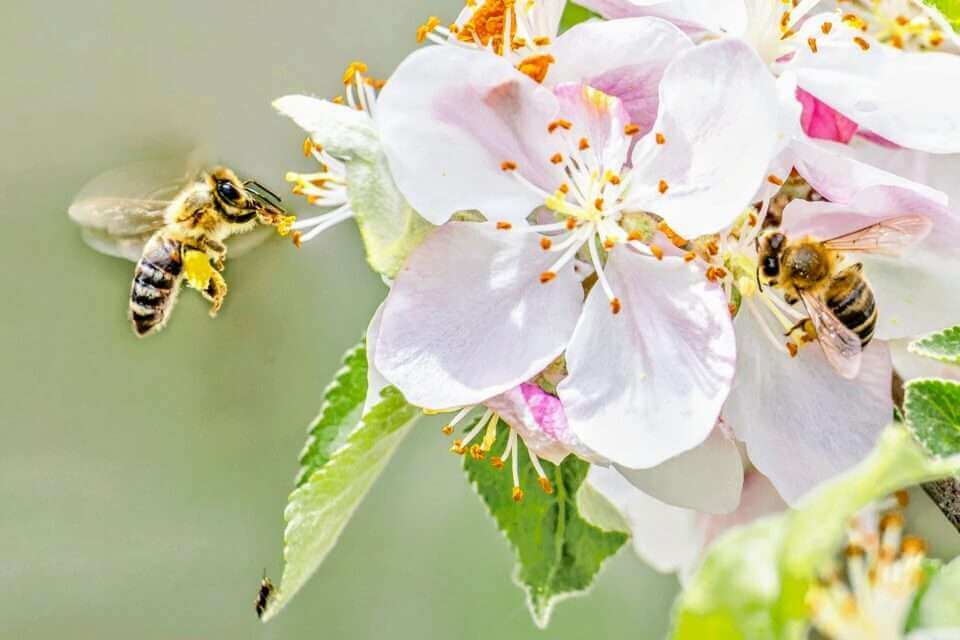 Пчелы выходят из спячки на 6,5 дней раньше при каждой степени потепления