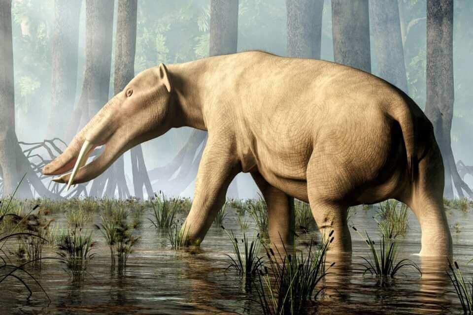 Зубы слонов эволюционировали из-за изменения климата в течение миллионов лет