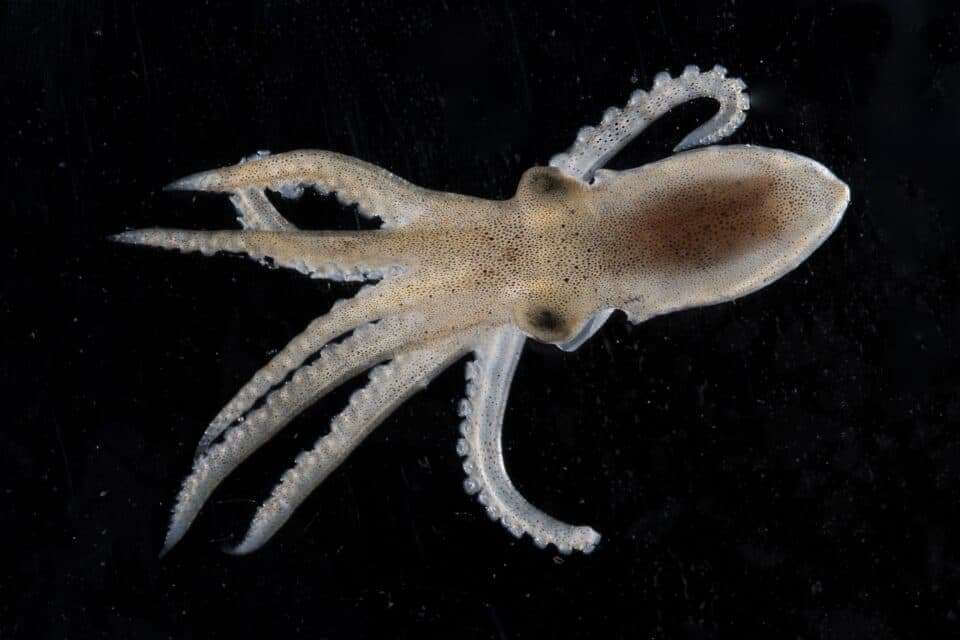 Специалисты выявили холодовую адаптацию в нервной системе антарктического осьминога