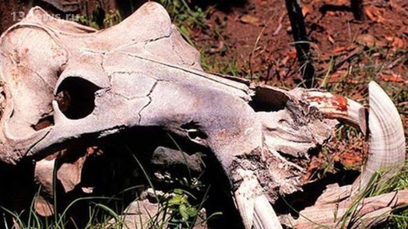 В Африке нашли череп, похожий на череп дракона