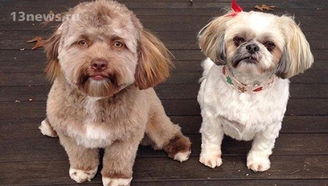 Пользователей соцсетей удивила фотография собаки с человеческим лицом