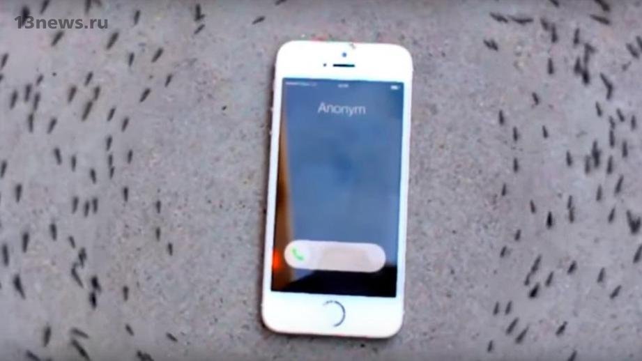 Видео с танцем муравьев вокруг iPhone