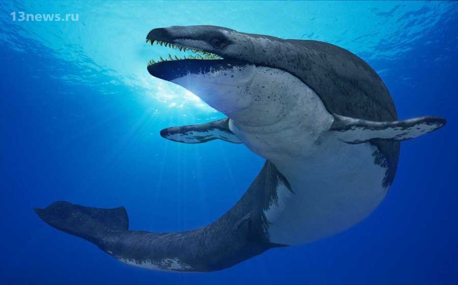 Учёные нашли новый вид китов, которые жили в древности