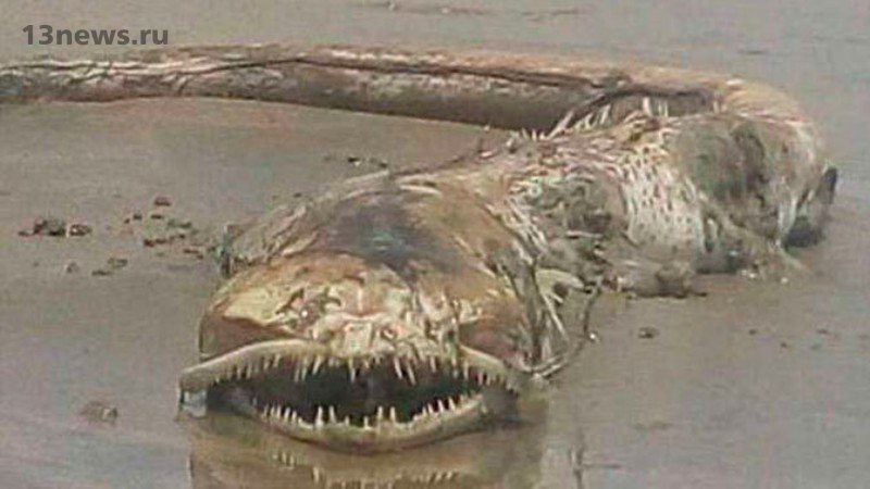 Морское чудовище обнаружено в Мексике
