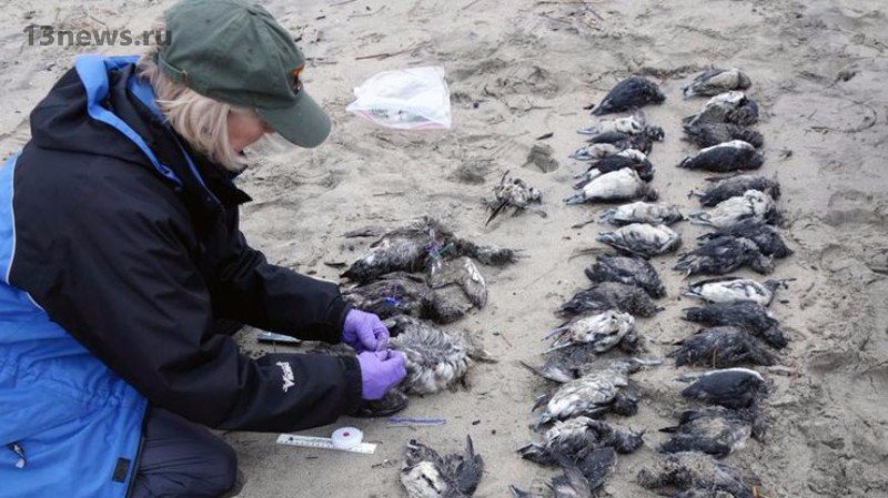 Учёные бьют тревогу из-за массовой гибели птиц по всему миру