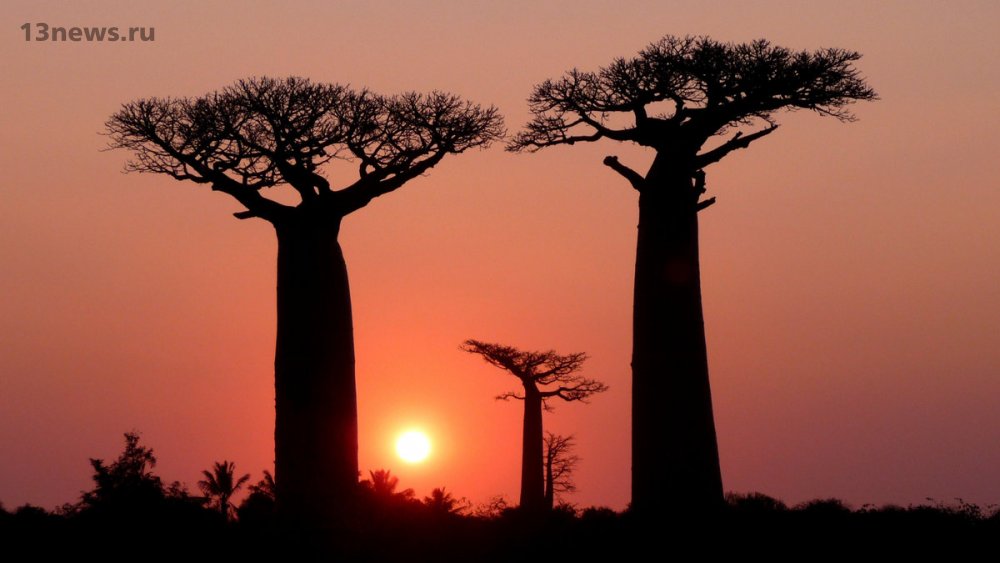 Учёные в замешательстве. В Африке гибнут древние деревья