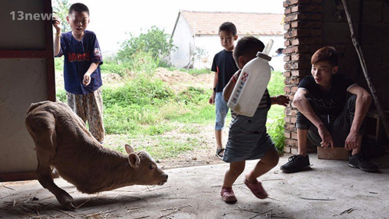 Необычный теленок появился на свет в Китае