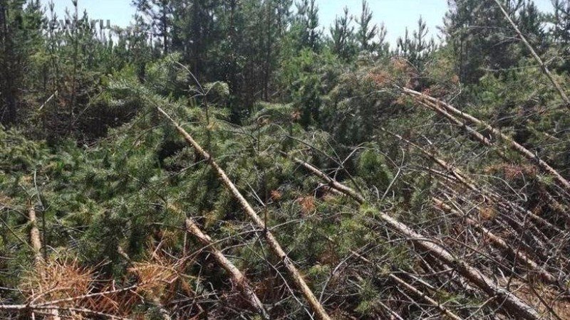 Мистика, неизвестная сила повалила деревья в Сызране