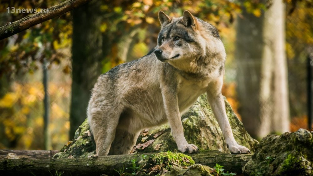 В Америке сняли огромного волка на видео