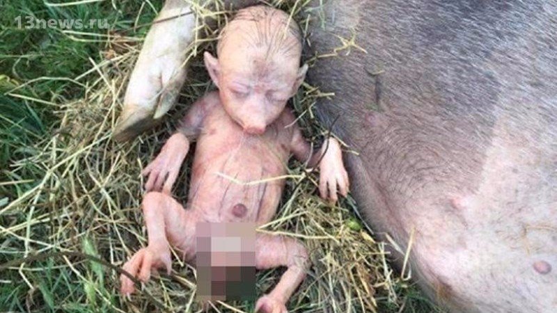 Свинья в Кении родила странного поросёнка, похожего на человека