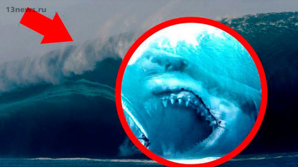 В Марианской впадине сняли на видео доисторическую акулу