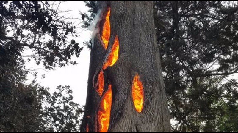 Мистические события. В Малайзии деревья горят изнутри