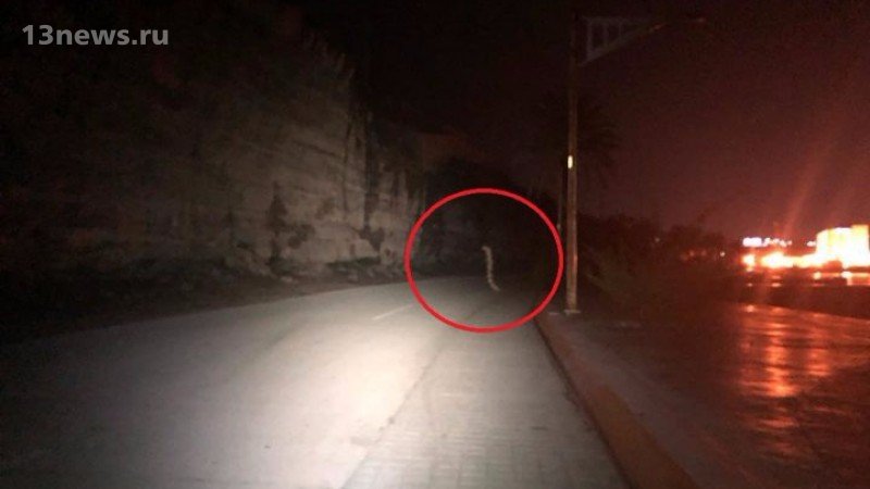Мексиканец снял на камеру гигантского червя, который переходил дорогу
