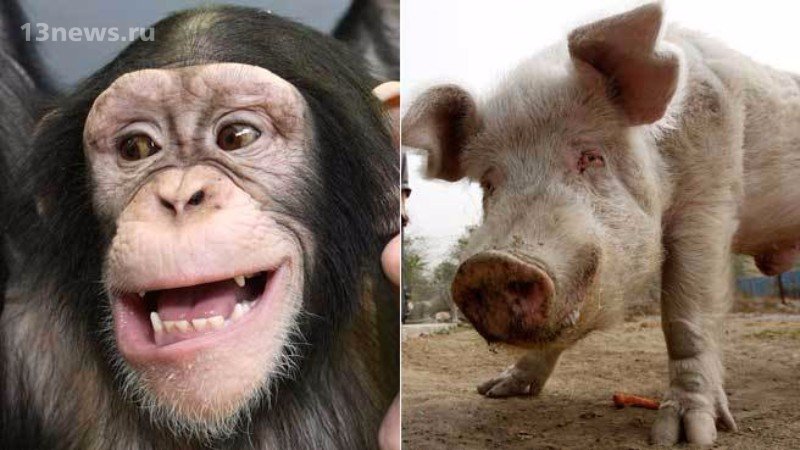 Генетик заявил, что люди произошли в результате скрещивания свиней и шимпанзе
