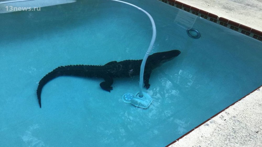 Австралиец обнаружил в своём бассейне метрового крокодила