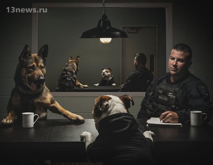 Полицейские из Канады выпустили стильный календарь с собаками