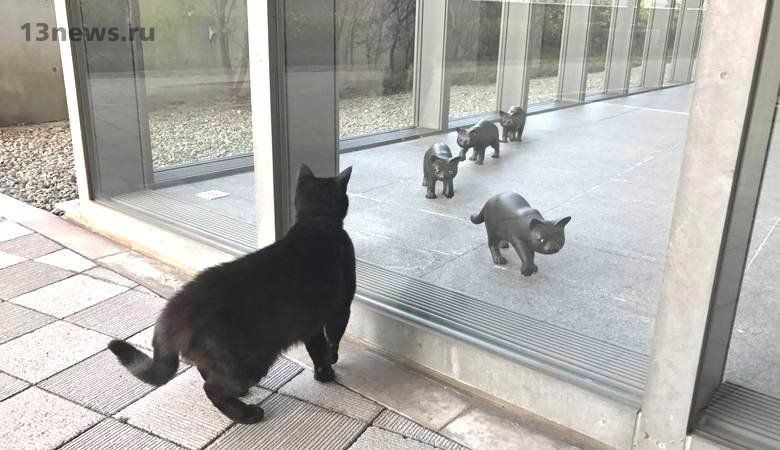 Кошки пытаются проникнуть в музей «Ономичи» по непонятной причине
