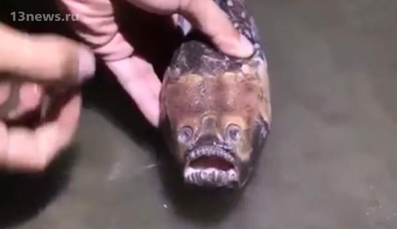 В Китае поймали очень странную рыбу с панцирем