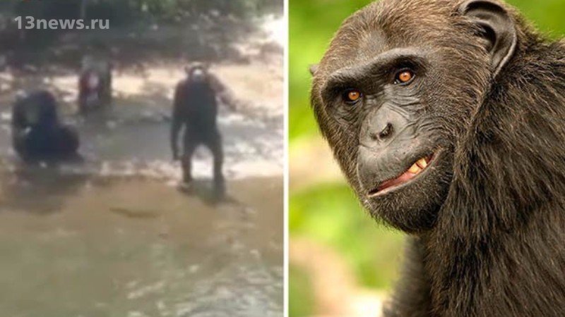 В США нашли остров опасных шимпанзе, заражённых вирусом и очень агрессивных