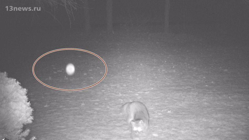 Таинственный светящийся шар в лесу сняла камера наблюдения в США