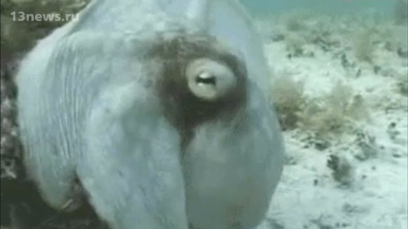 На морском дне сняли гигантского осьминога, похожего на инопланетного