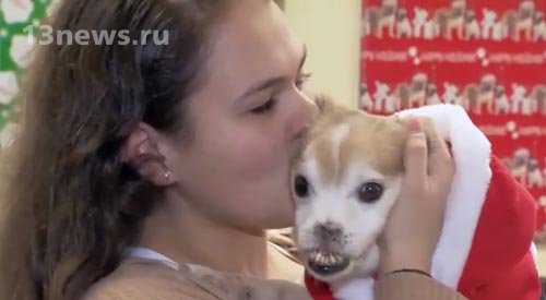 Сотни людей узнали о собаке без носа и хотят его себе