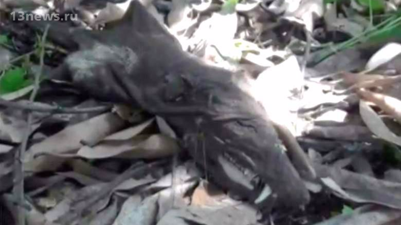 В Колумбии обнаружили останки неизвестного существа