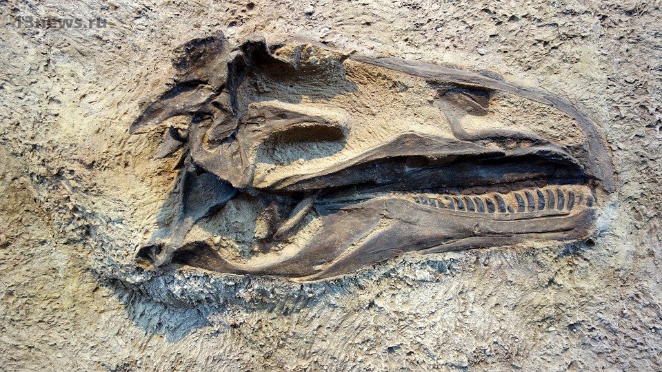 Cтарше динозавров: обнаружено существо возрастом 500 млн лет