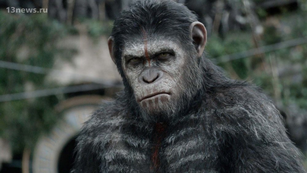 В деревне Киямаджака обезьяны объявили людям "войну"