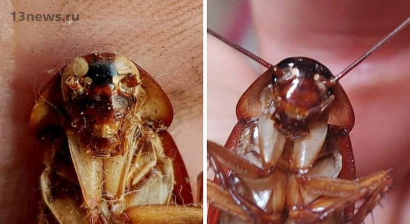 На Мальте нашли тараканов-мутантов