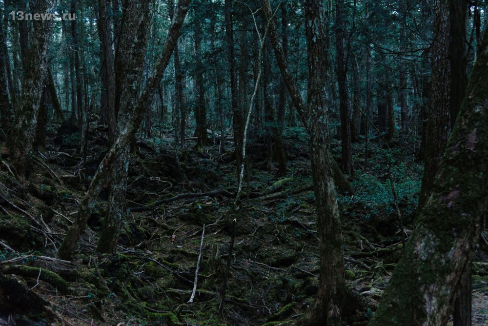 Аокигахара - лес мертвецов