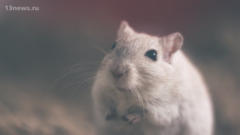Крысы в Китае заражают людей гепатитом