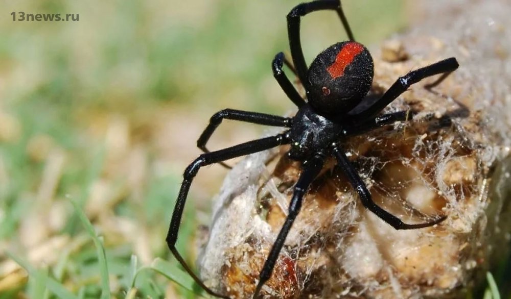 фото паука черная вдова, самка