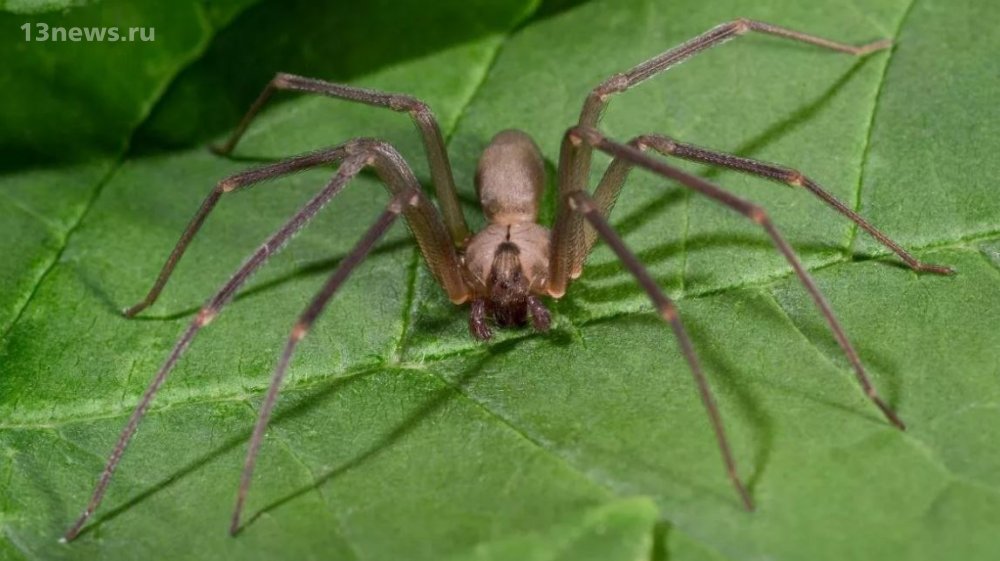 Чилийский паук-отшельник