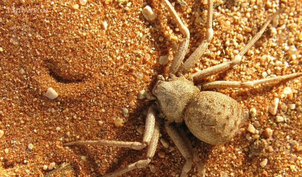 Шестиглазый песочный паук фото
