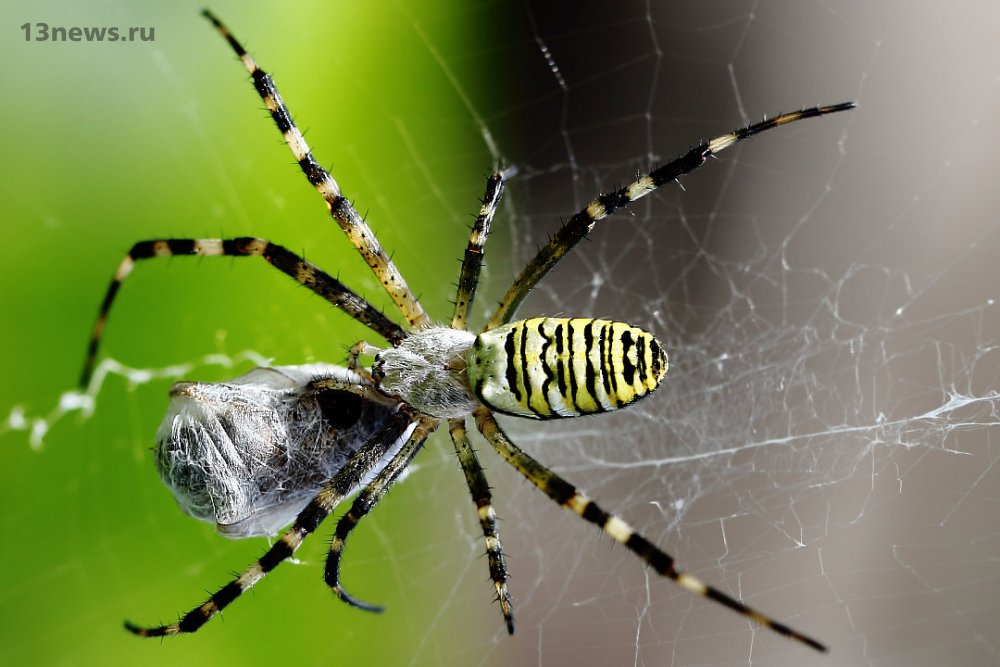 Топ-10 самых ядовитых и опасных пауков в мире