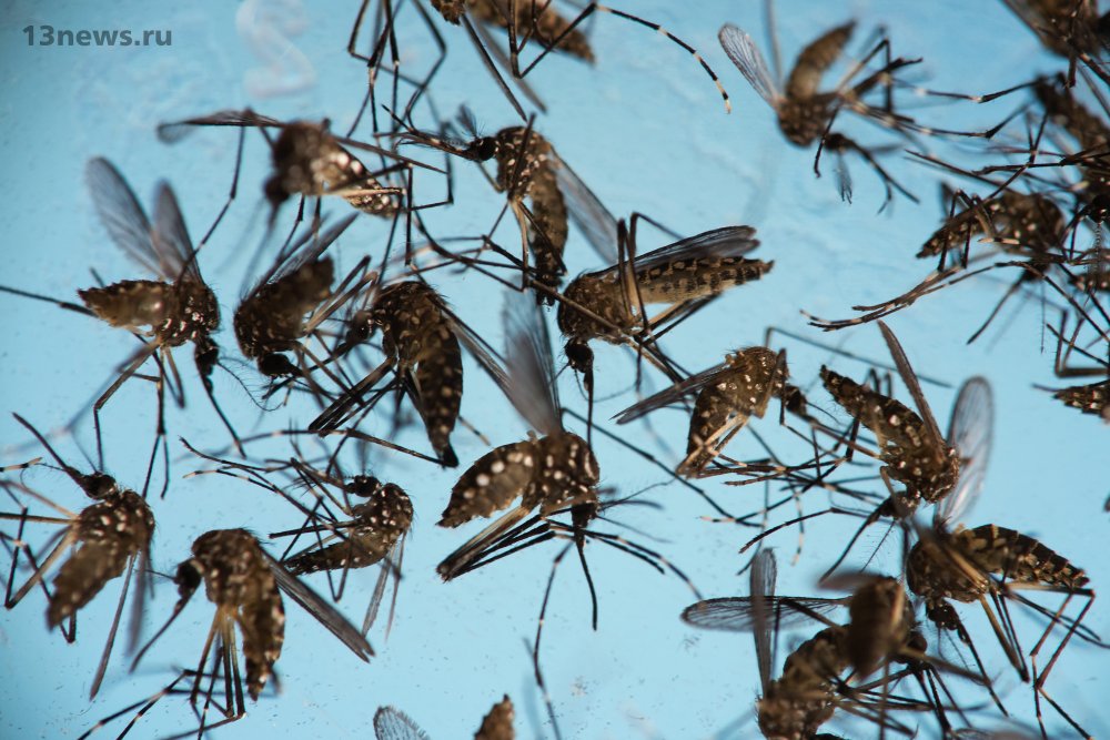 Заразные комары ставят под угрозу жизни людей в США