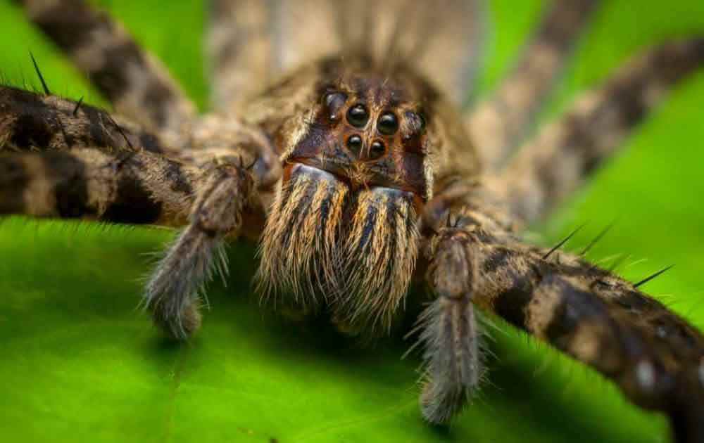Самые ядовитые пауки в мире