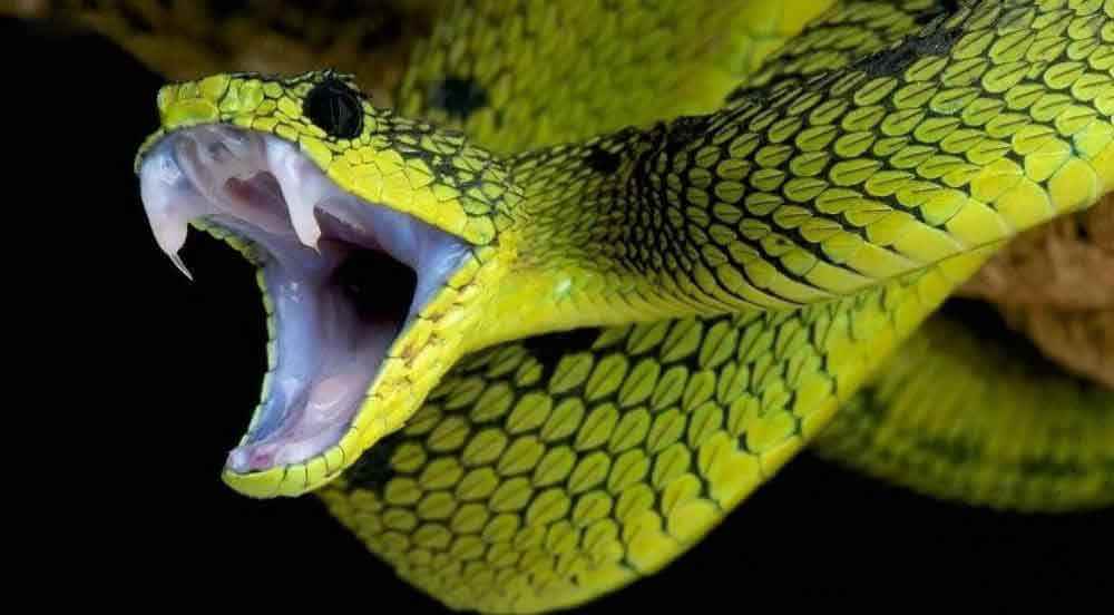 Самые ядовитые и опасные змеи