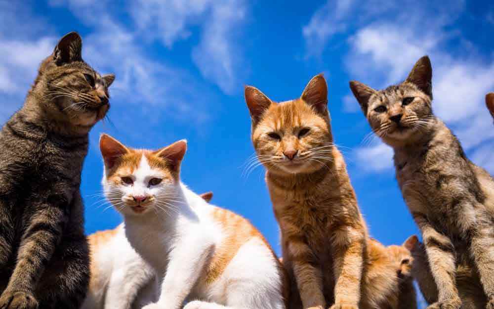 28 интересных фактов о кошках