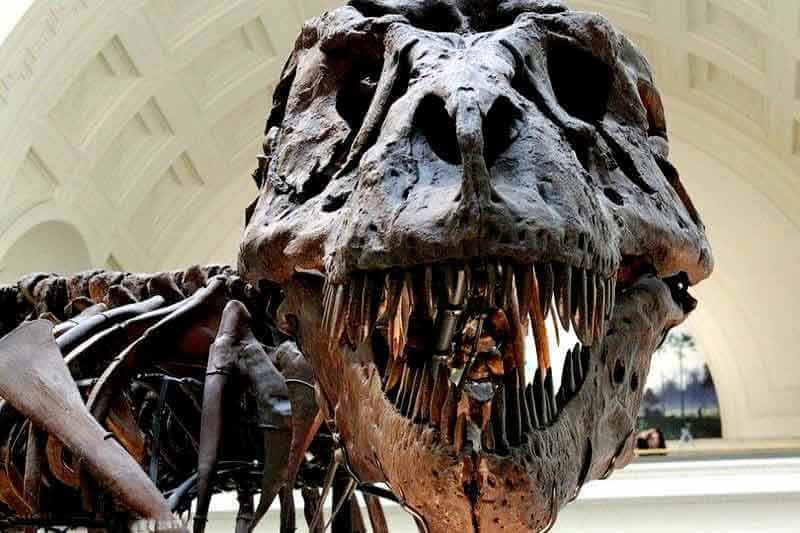 В штате Юта нашли останки огромного динозавра с радиоактивным черепом