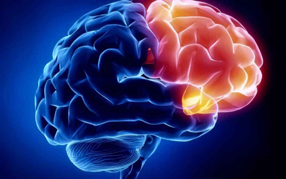 Интересные и удивительные факты о мозге