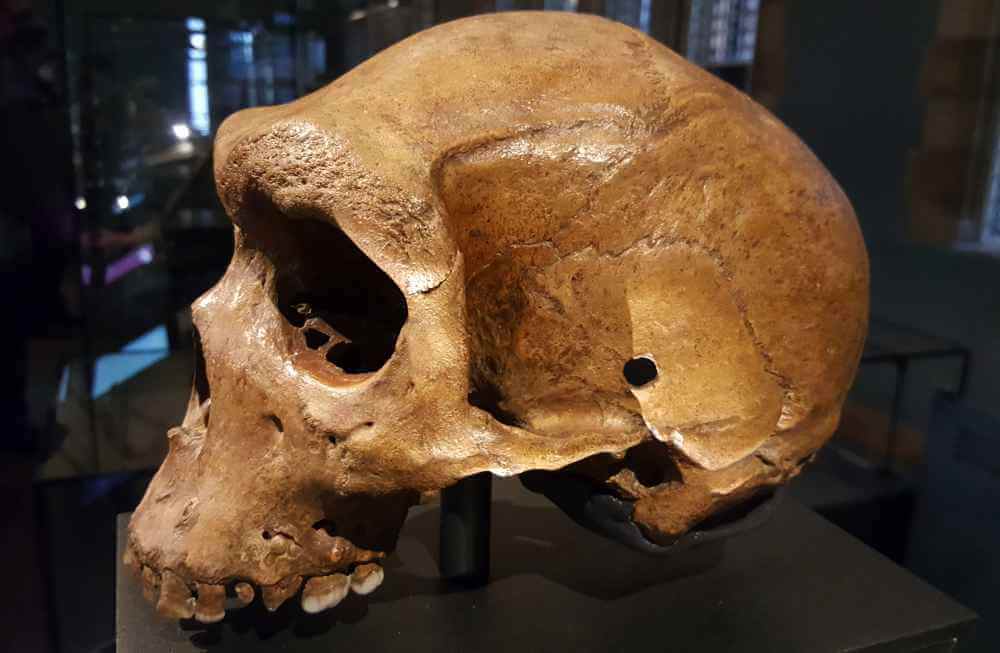 1603784513_skull-from-british-museum-photo-bob-enyart.jpg