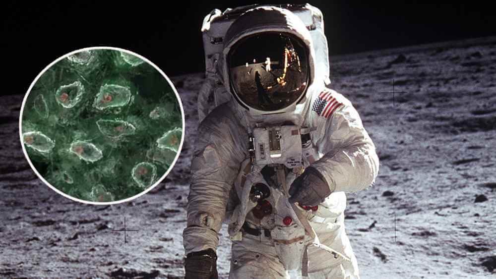 На Землю с Луны вернули оборудование Аполлона с «живыми насекомыми»