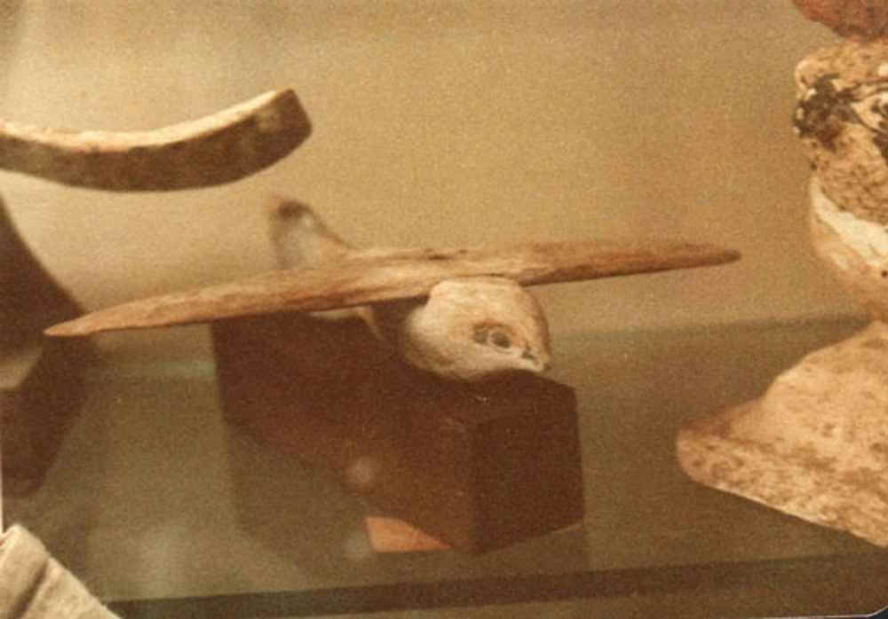 Почему "Каирскую птицу" считают моделью древнейшего самолета, аргументы