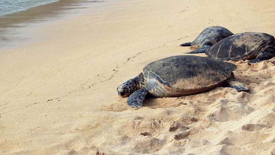 Во Флориде неизвестная болезнь ослабляет морских черепах